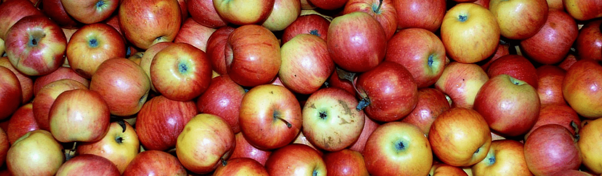 South Carolina Apple Festival Visit Oconee South Carolina