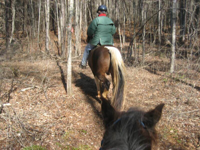 willis knob horse camp