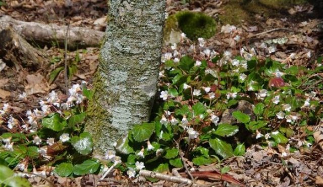 Photo of Oconee Bells growing at the base of a tree