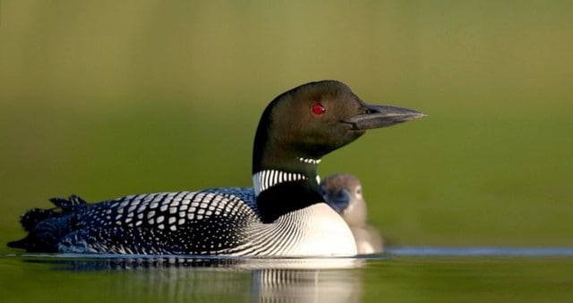 colorful Loon floating on the waters of Lake Jocassee