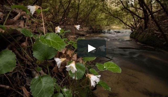 screenshot picture for video about Oconee Bells and Naturaland Trust