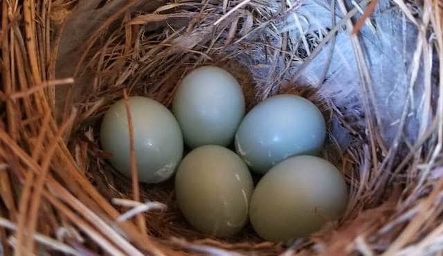 photo of blue bird eggs