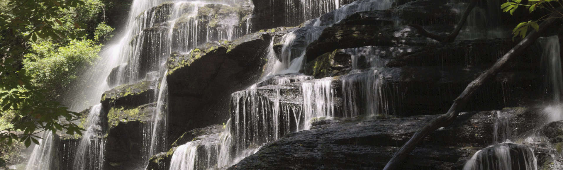 Up close photo of yellow branch falls