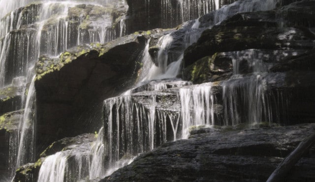 Up close photo of yellow branch falls