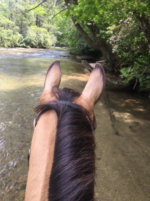 Horse crossing Chattooga river