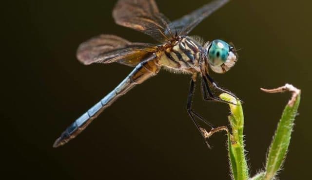 photo of a dragon fly by Chris Miller