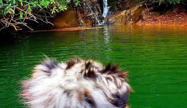 Photo of a dog on the lake by Chris Schuch