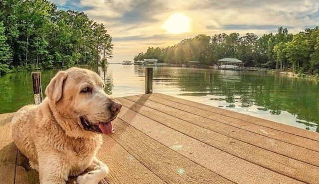 photo by Danny Dailey of his dog on a dock on Lake Hartwell