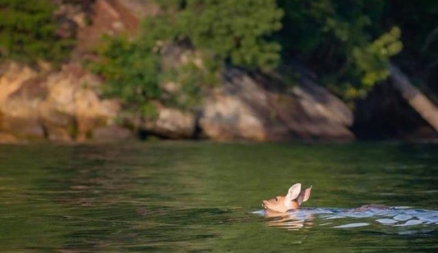 photo by Kailey-Madison of deer swim