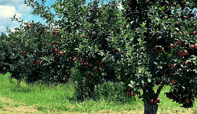 Photo of apple trees