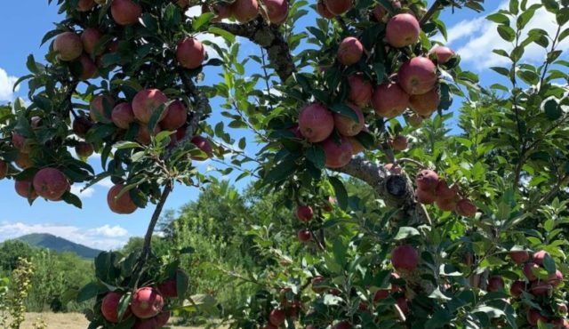 image of lots of apples on tree