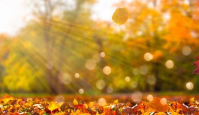 photo of sunlight and fall leaves