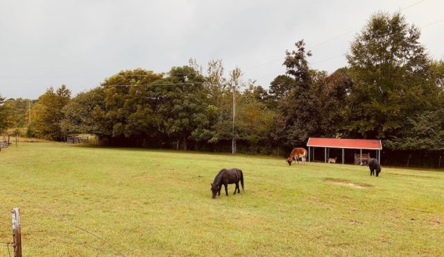 photo of farm animals