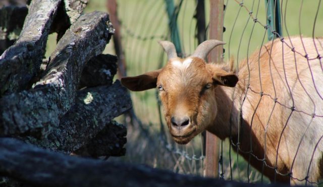 picture of goat at Sunrise Farms B&B