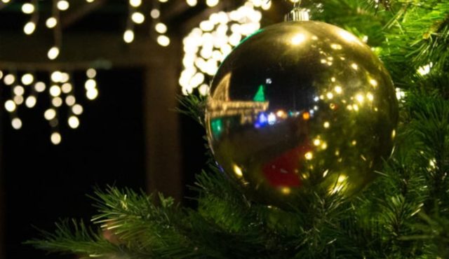 image of an ornament on a tree