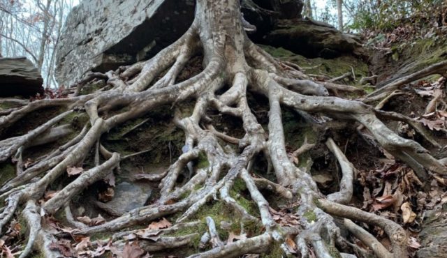 photo of girl hugging tree trunk