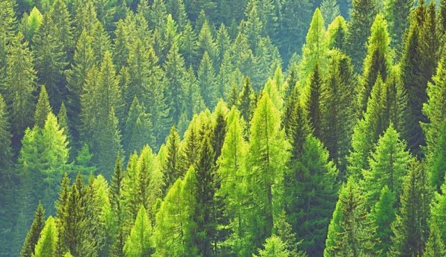 Pine Trees