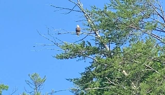 pic of bald eagle in tree near Lake Jocassee