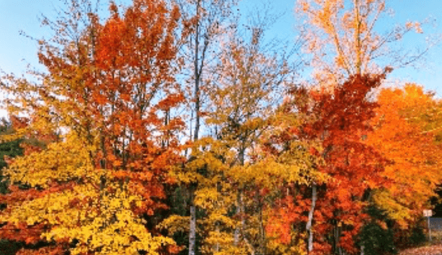 photo of fall trees at Devils Fork State Park