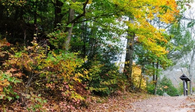 photo of trees and path