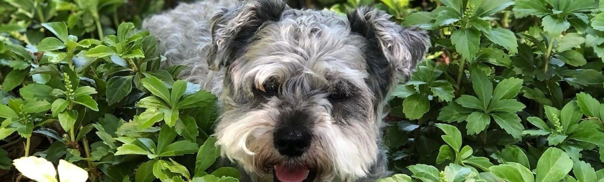 photo of cute dog