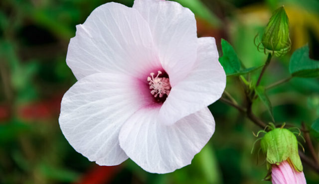 Photo of Hibiscus laevis