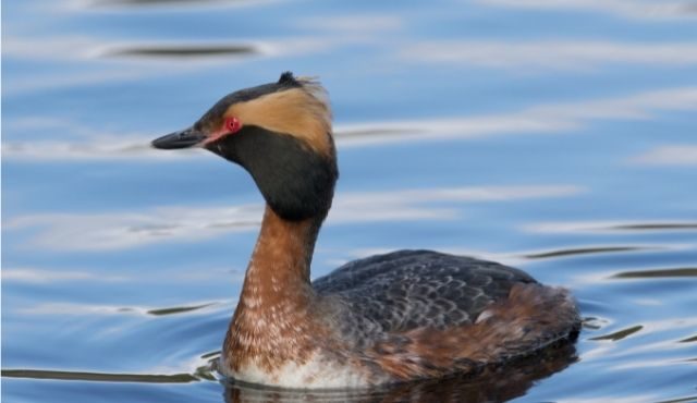 photo of a horned grebe