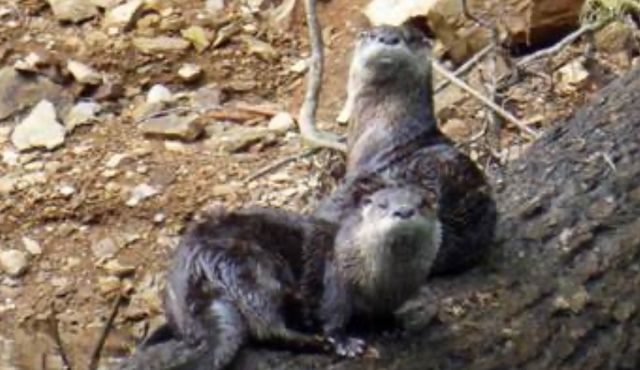 photo of river otters