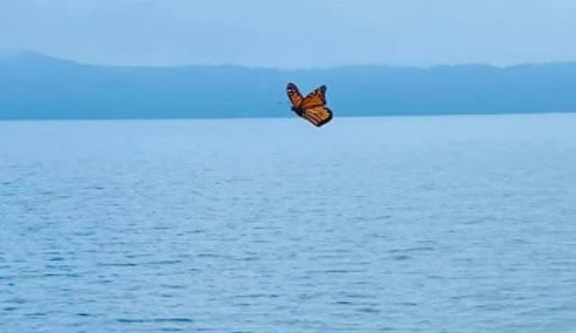 photo of a monarch butterfly over lake