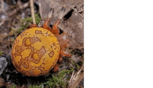 photo of pumpkin Spider