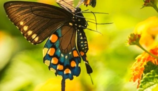 photo of a swallowtail butterfly