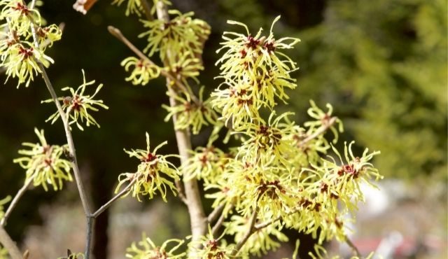 photo of witch hazel