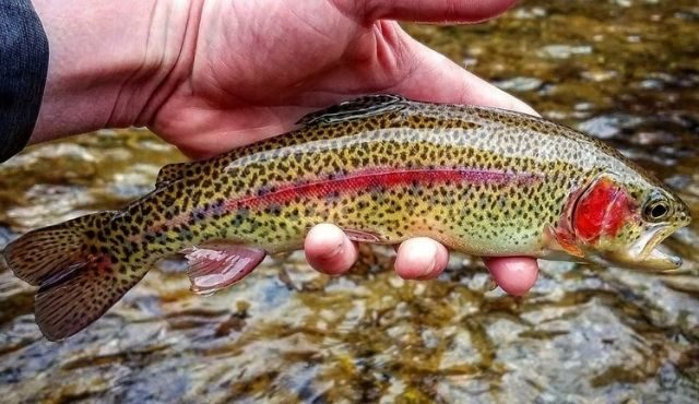 Image of a fish from Crooked Feather Outfitters FB page