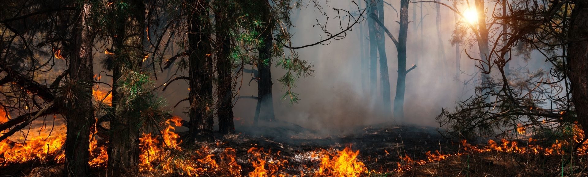 image of forest prescribed burn