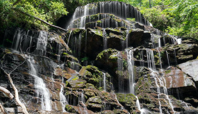 photo of yellow branch falls