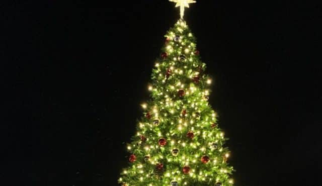 cropped photo of lighted Christmas tree
