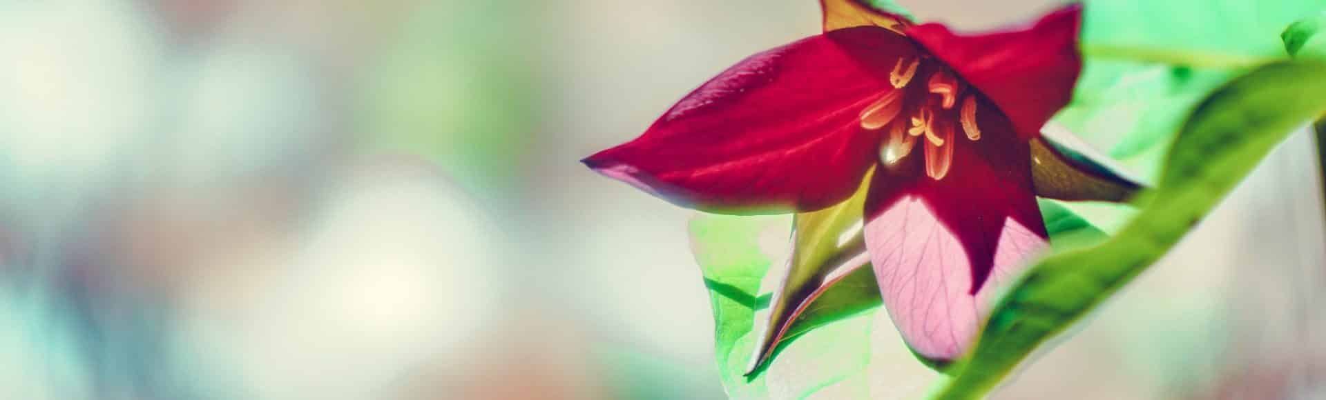 photo of a red trillium