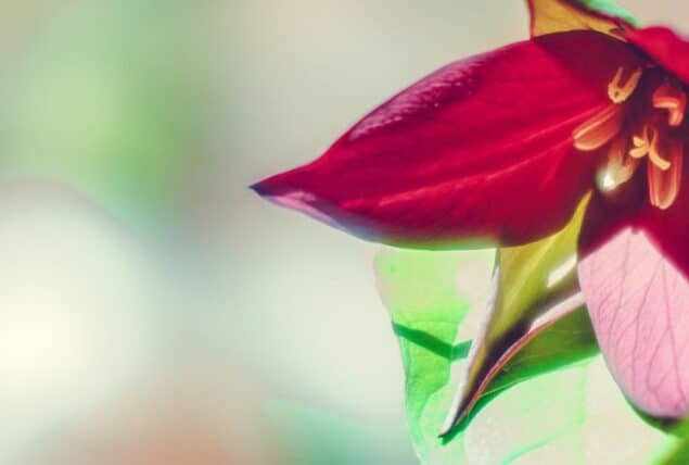 photo of a red trillium