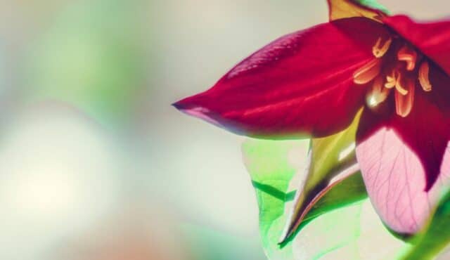 photo of a red trillium
